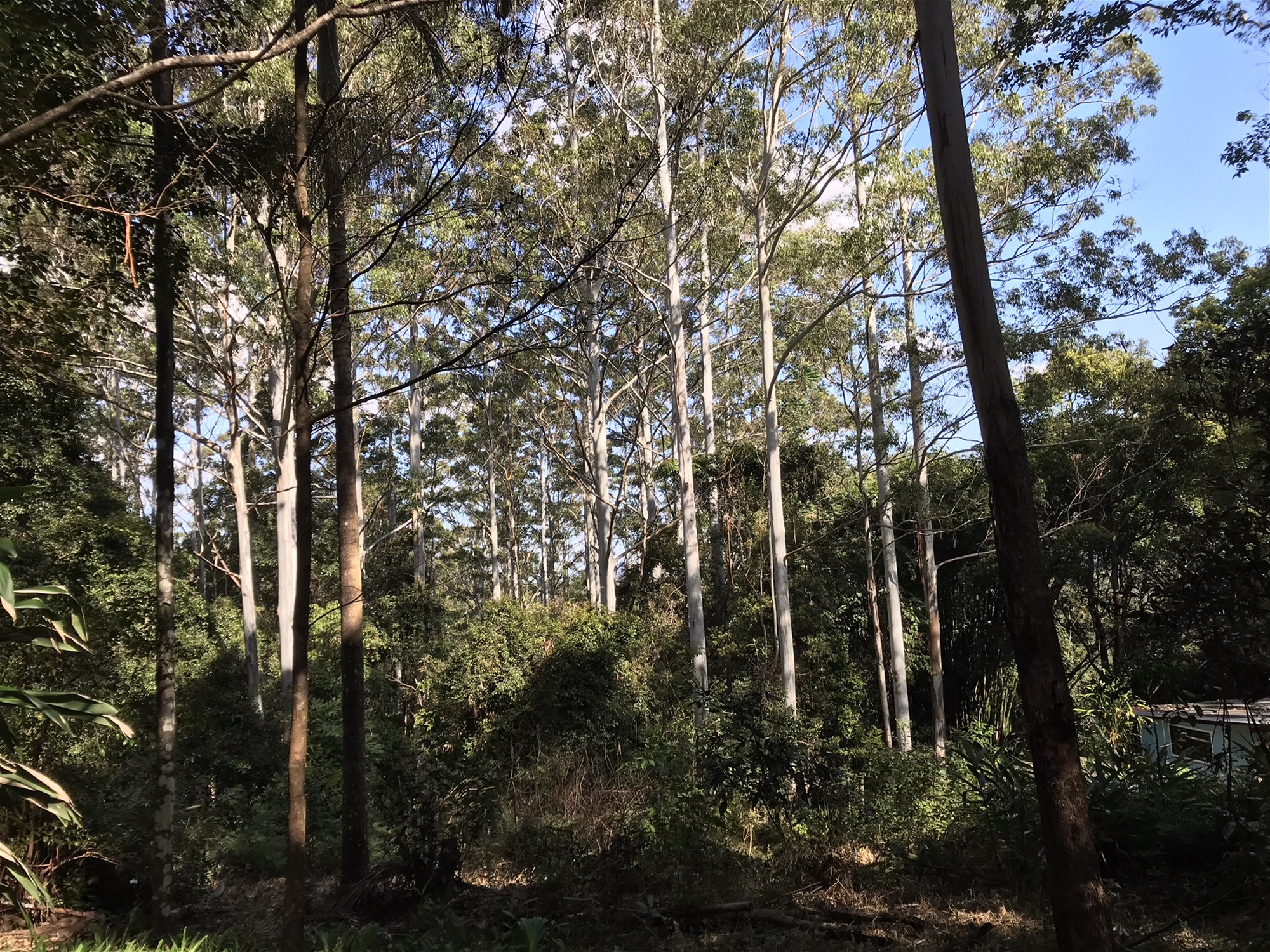 904 Blue Knob Road, Nimbin, Nsw, 2480 - Image 3