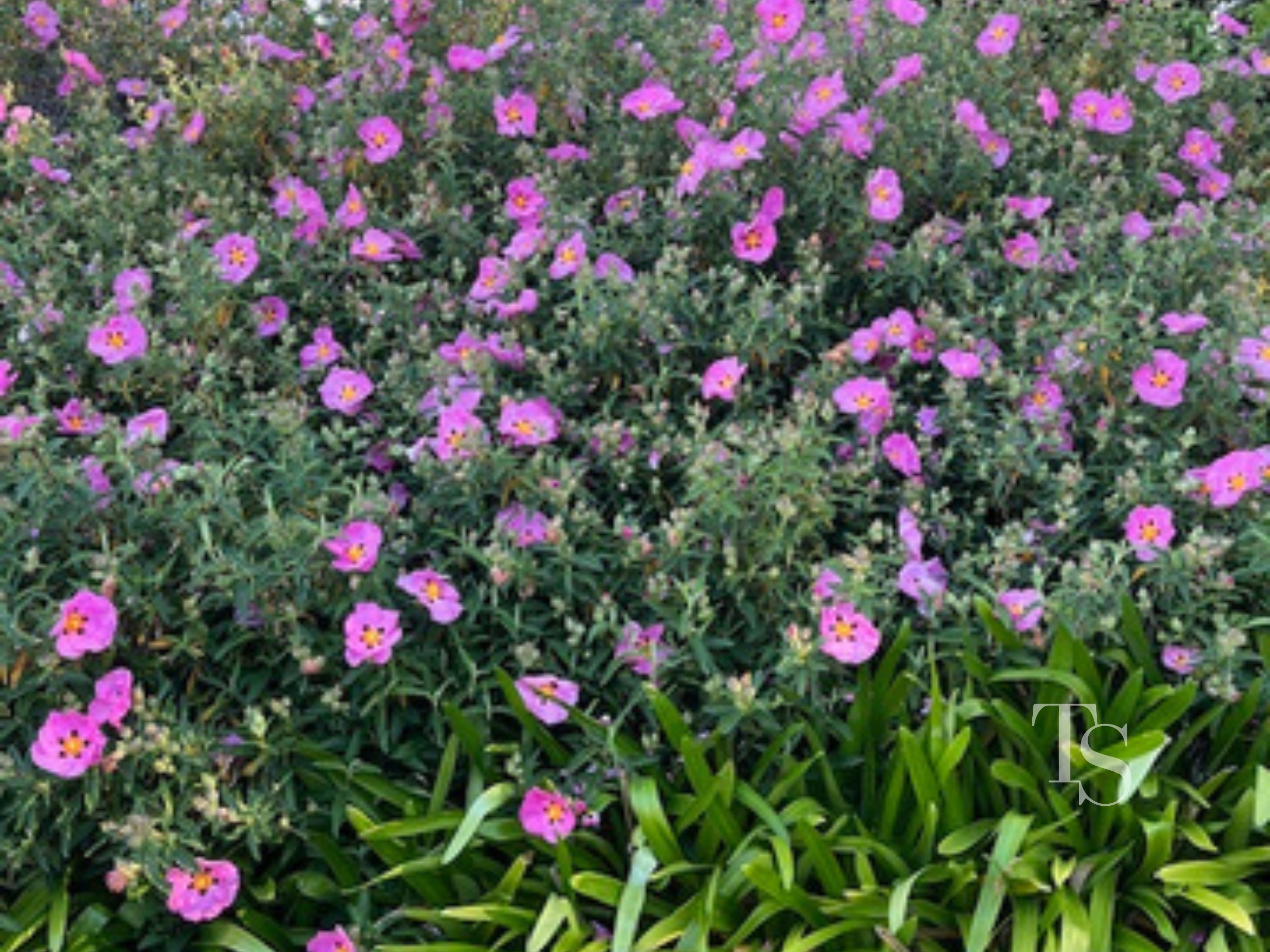 4-bedroom house at 18 Craiglands Court, West Launceston, Tas, 7250, Launceston, Tasmania