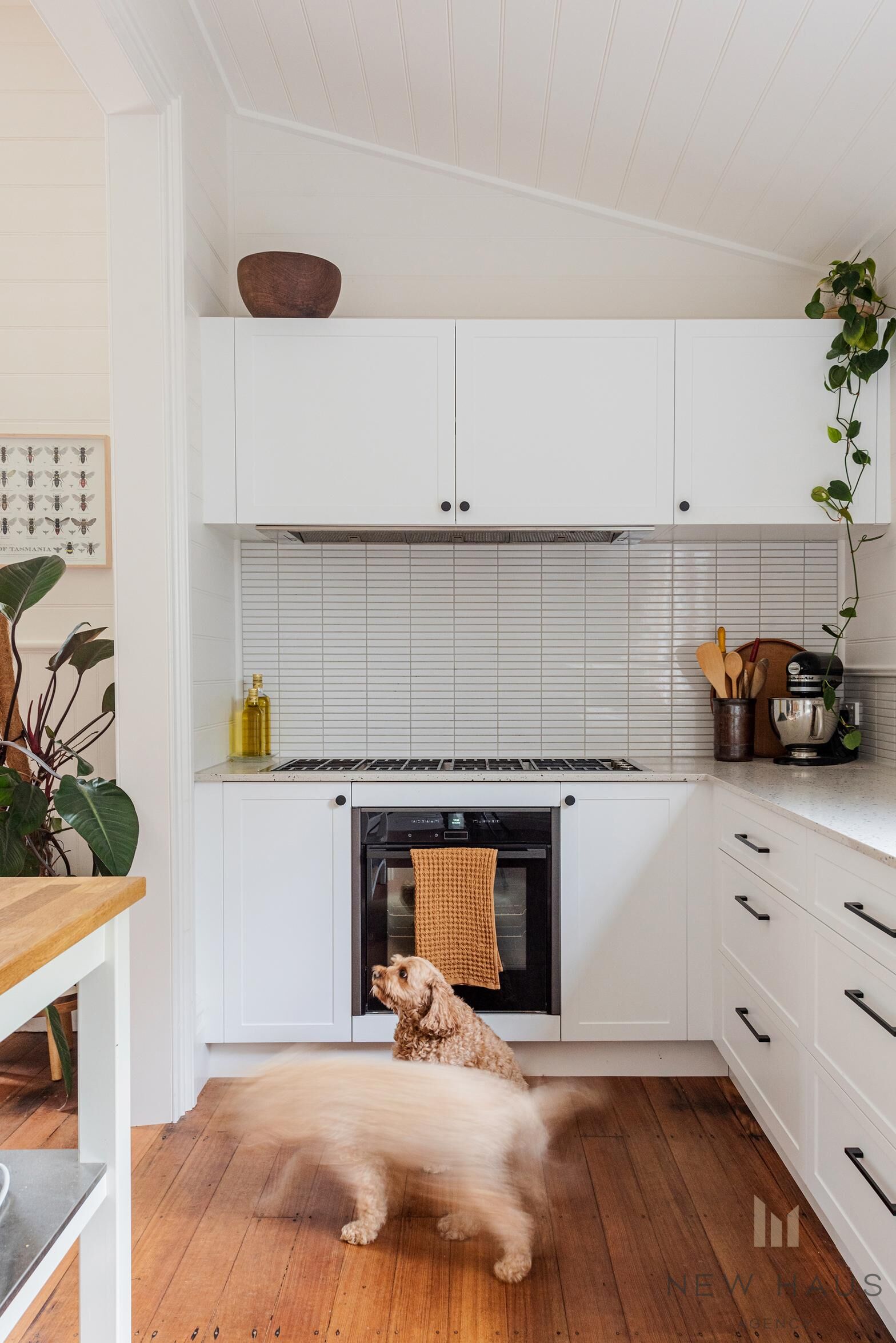 294 GOLDEN VALLEY ROAD, Cygnet TAS 7112 - Image 7