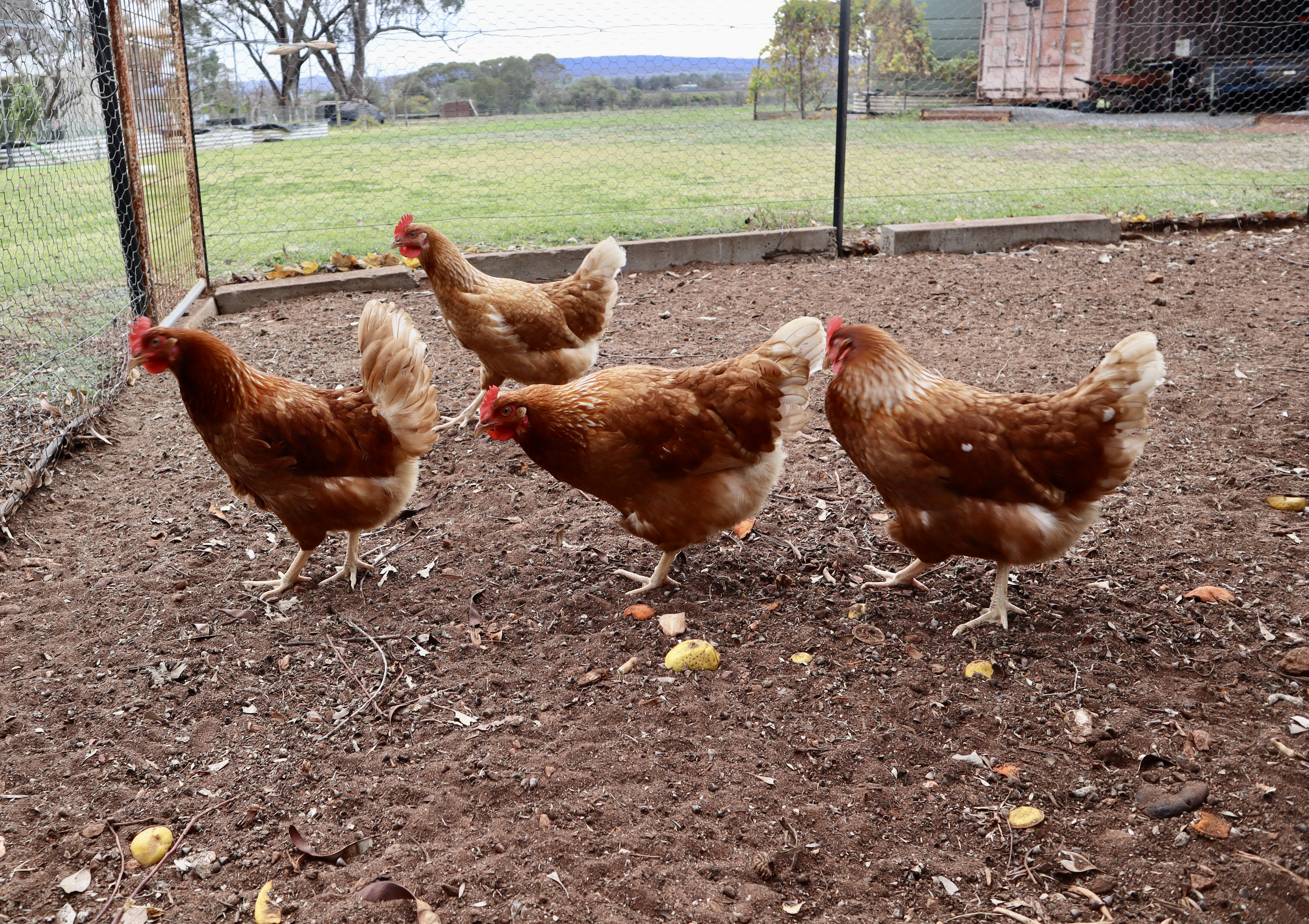 4-bedroom house at 114 Tabain Rd, Merungle Hill, Nsw, 2705, Leeton, New South Wales