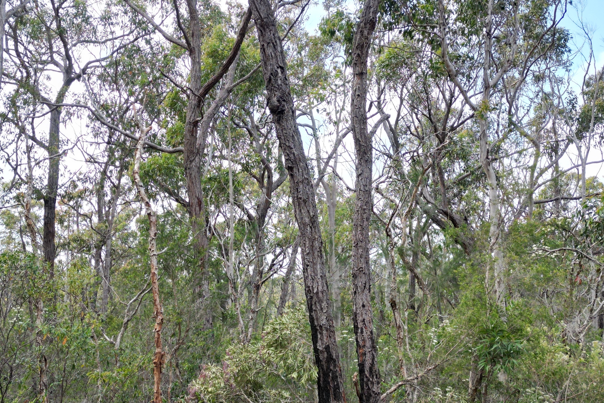 4 Cachalot Street, Pindimar, Nsw, 2324 - Image 4