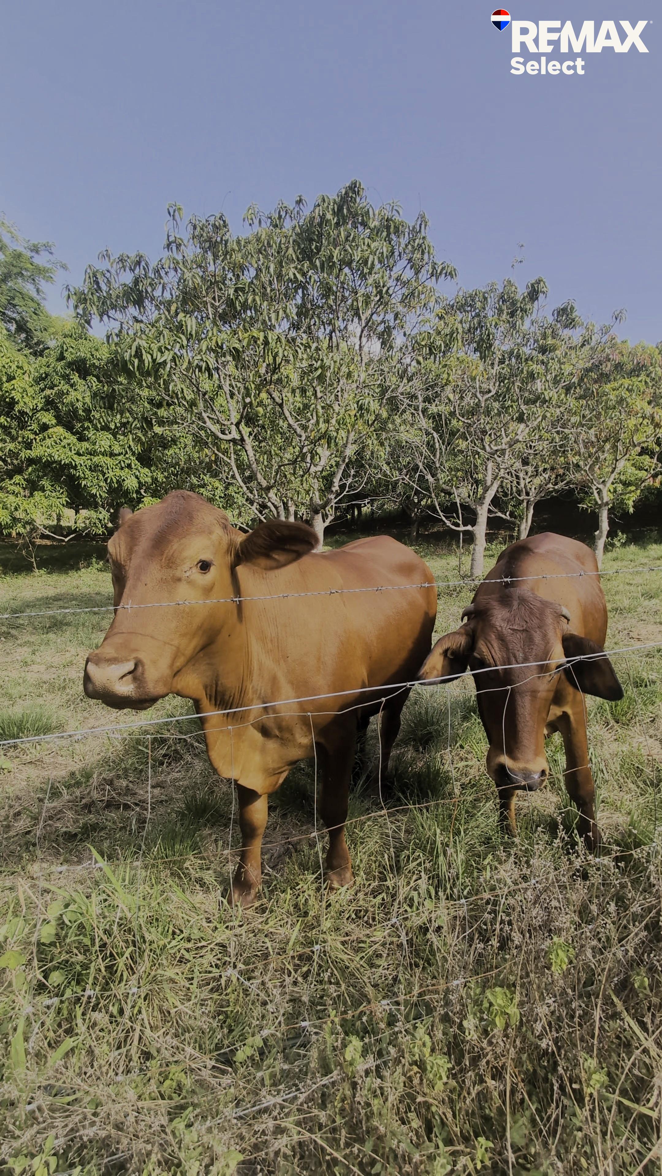 6-bedroom house at 177 HARRIS ROAD, Owens Creek QLD 4741, Mackay, Queensland