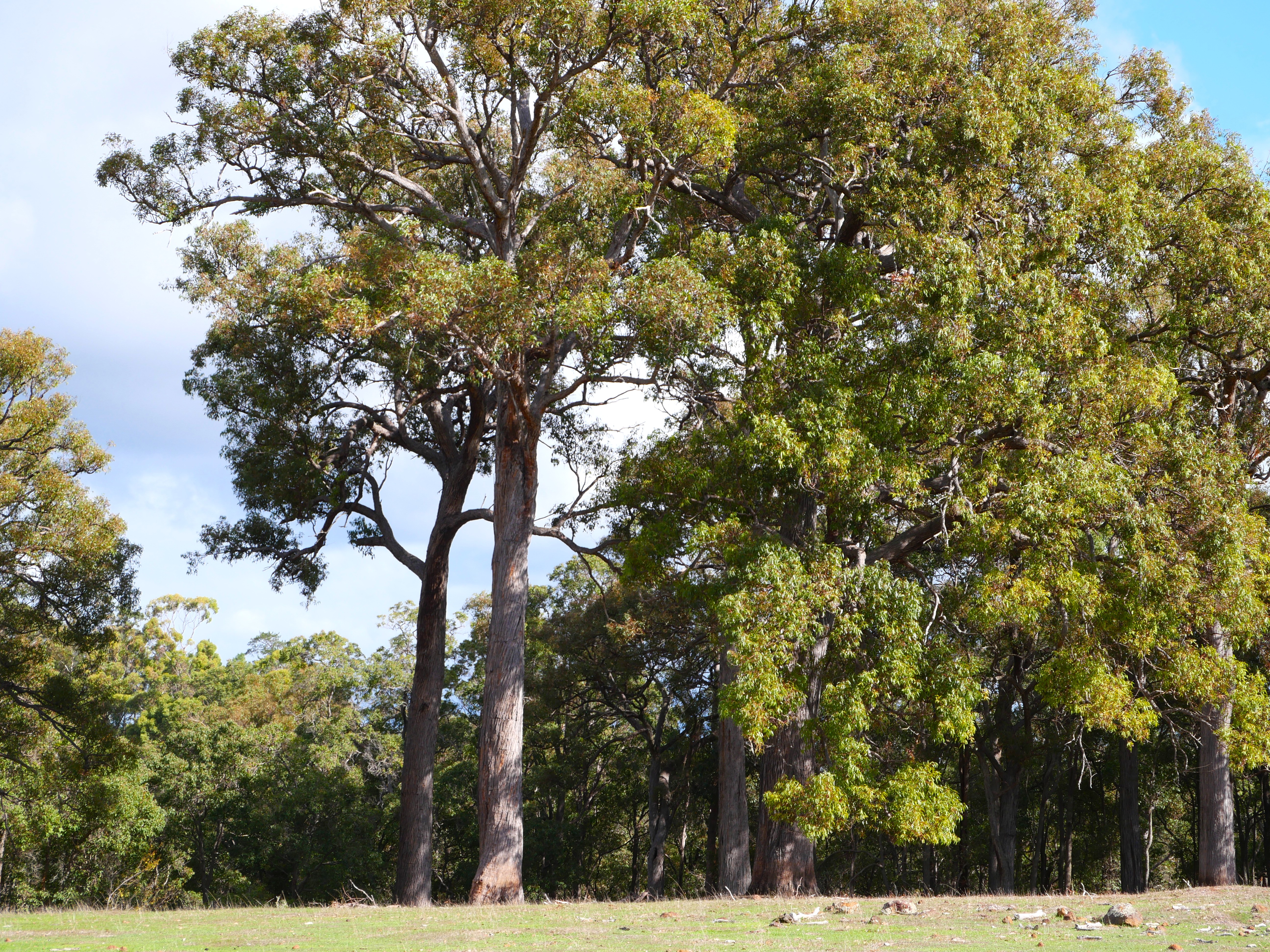 Lot 140 Vasse Highway, Nannup, Wa, 6275 - Image 7