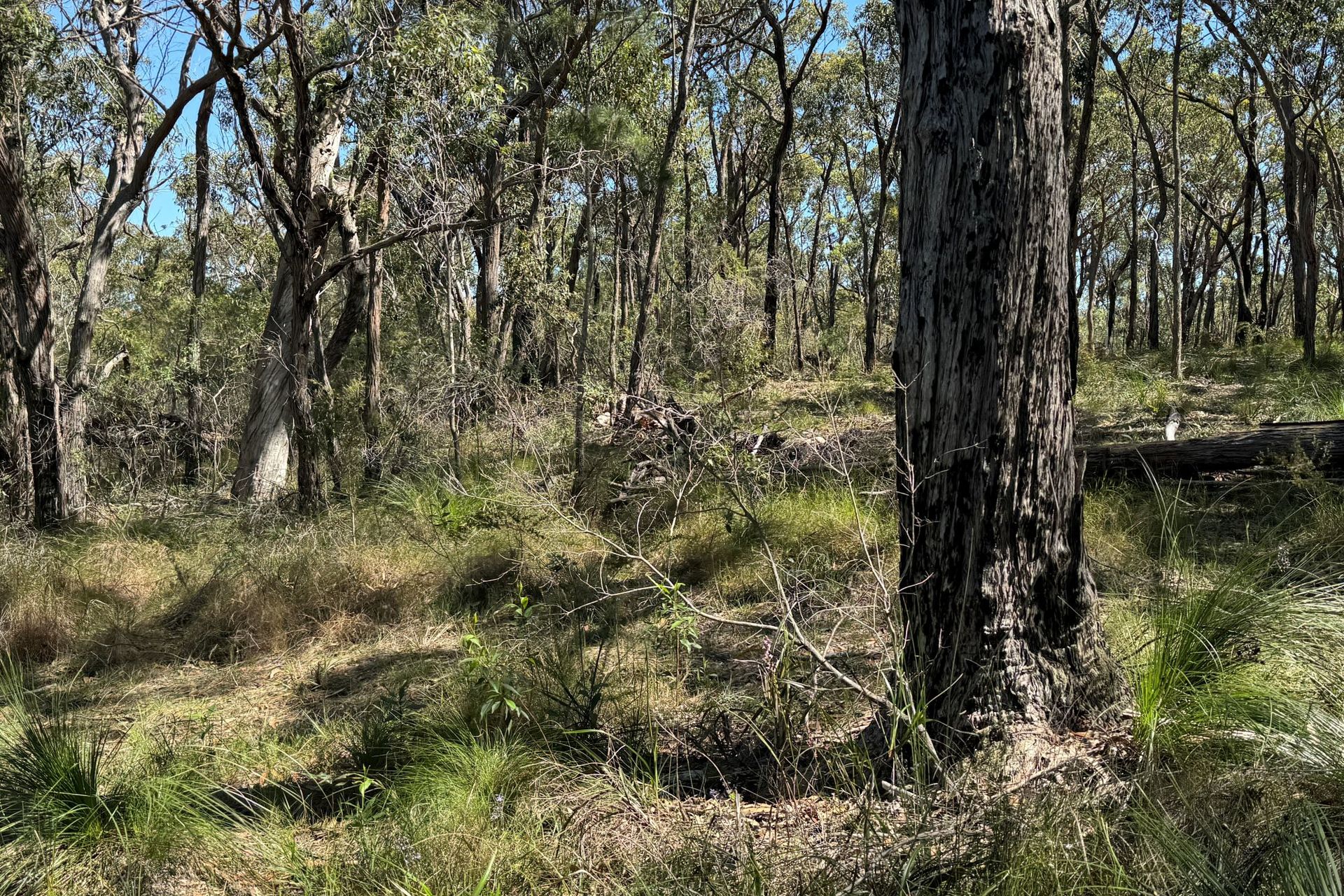 22 Carrington Avenue, Pindimar, Nsw, 2324 - Image 5