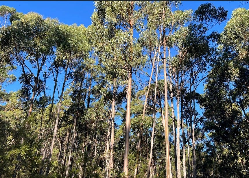 4-bedroom house at 2204 EAST TAMAR HIGHWAY, Mount Direction TAS 7252, George Town, Tasmania