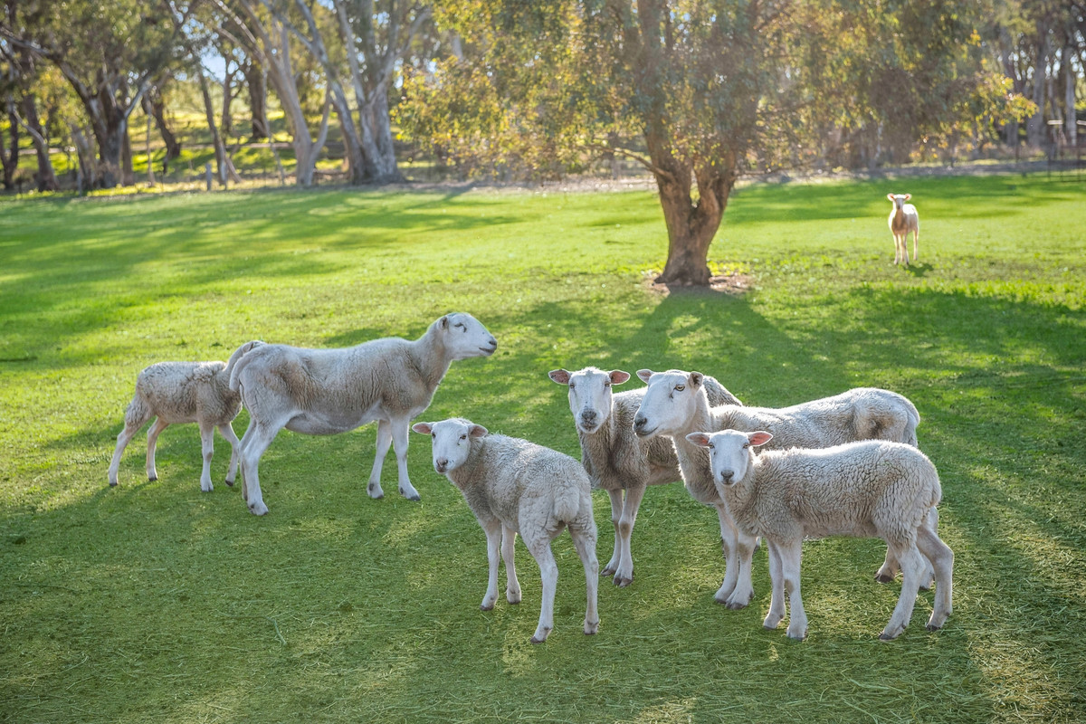 4-bedroom house at 86 Wild Cherry Road, Lockwood South, VIC 3551, Greater Bendigo, Victoria