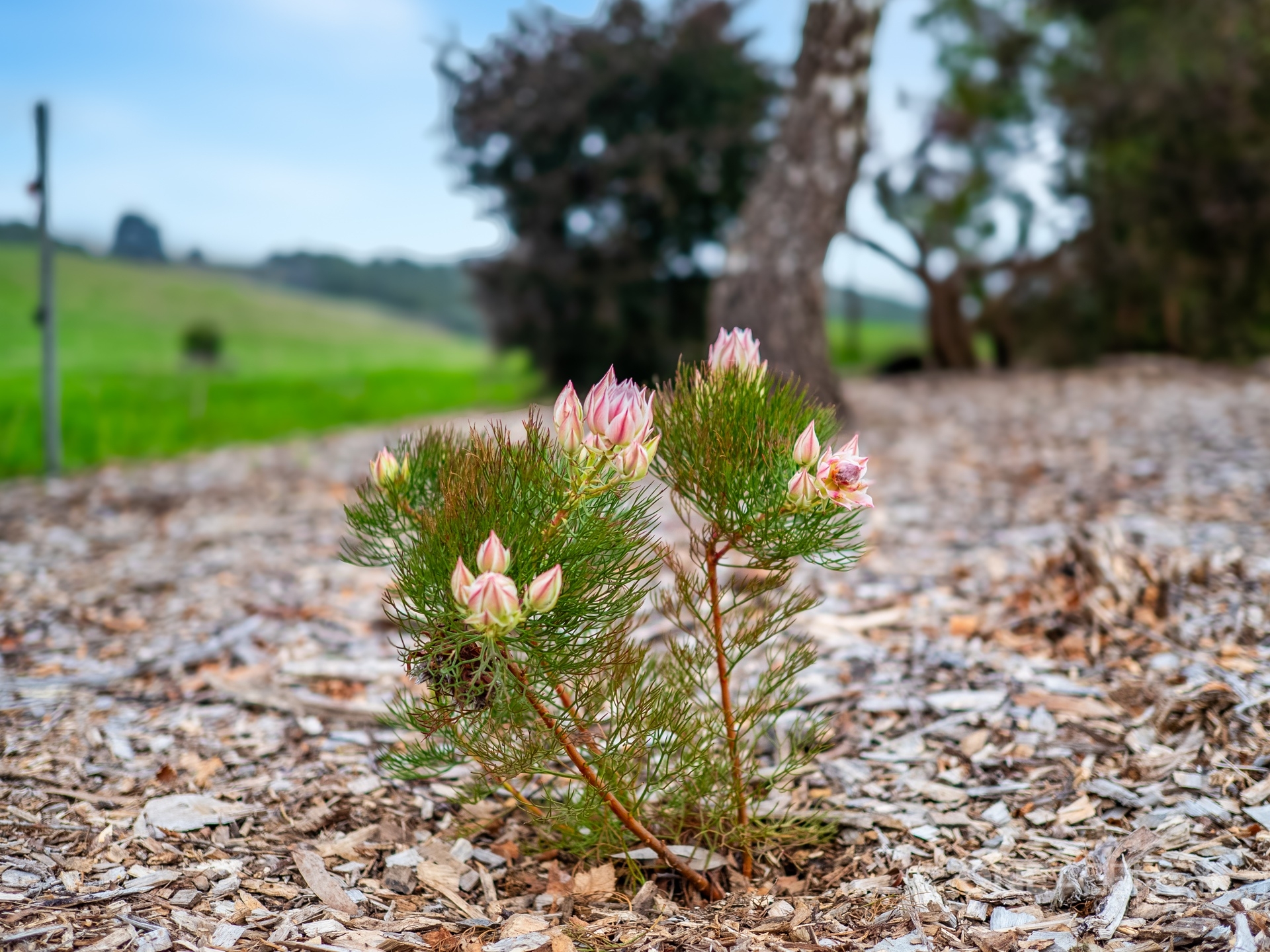 3-bedroom house at 595 Irishtown Road, Irishtown, Tas, 7330, Circular Head, Tasmania