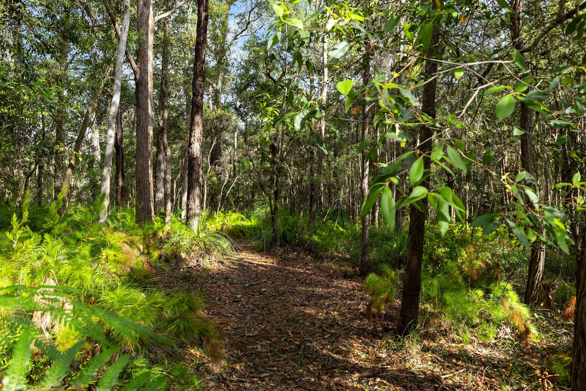 40 Lakewood Drive, Peregian Beach, QLD 4573 - Image 1