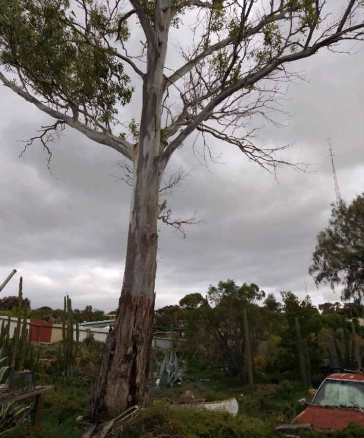 3-bedroom house at 19-21 ADAMS STREET, Blanchetown SA 5357, Mid Murray, South Australia