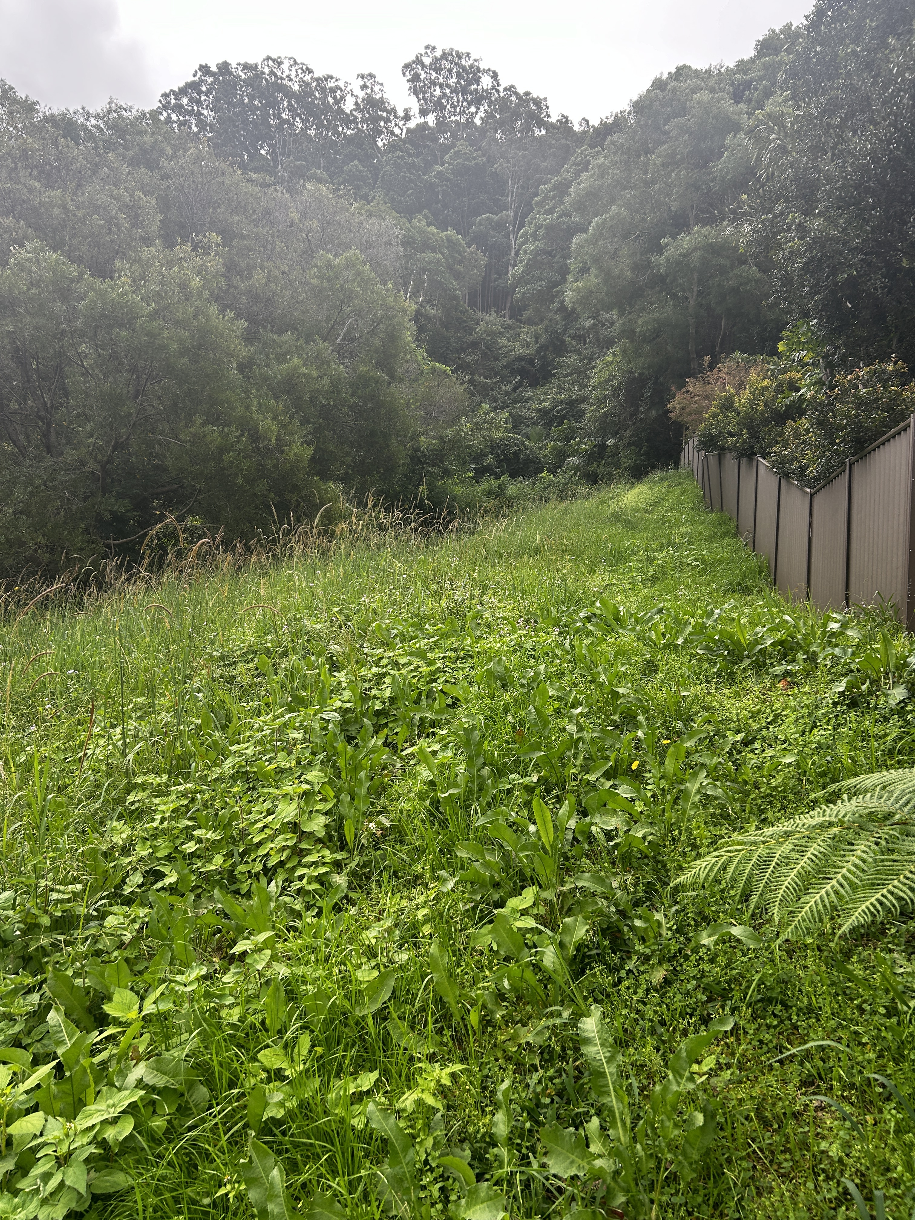 8 Gallagher Place, Coffs Harbour, NSW 2450 - Image 6