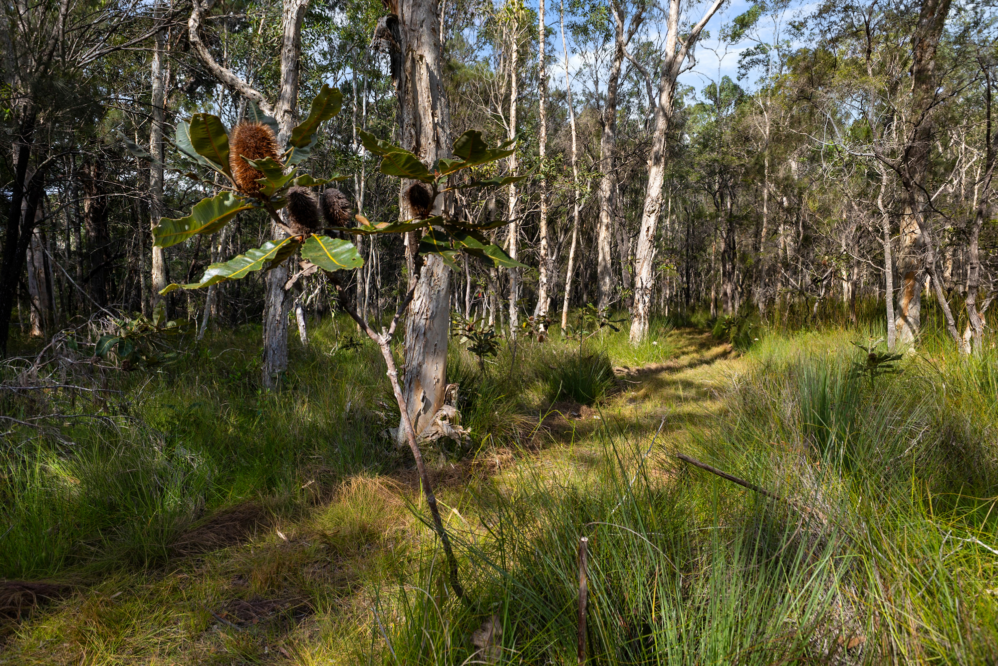 40 Lakewood Drive, Peregian Beach, QLD 4573 - Image 5