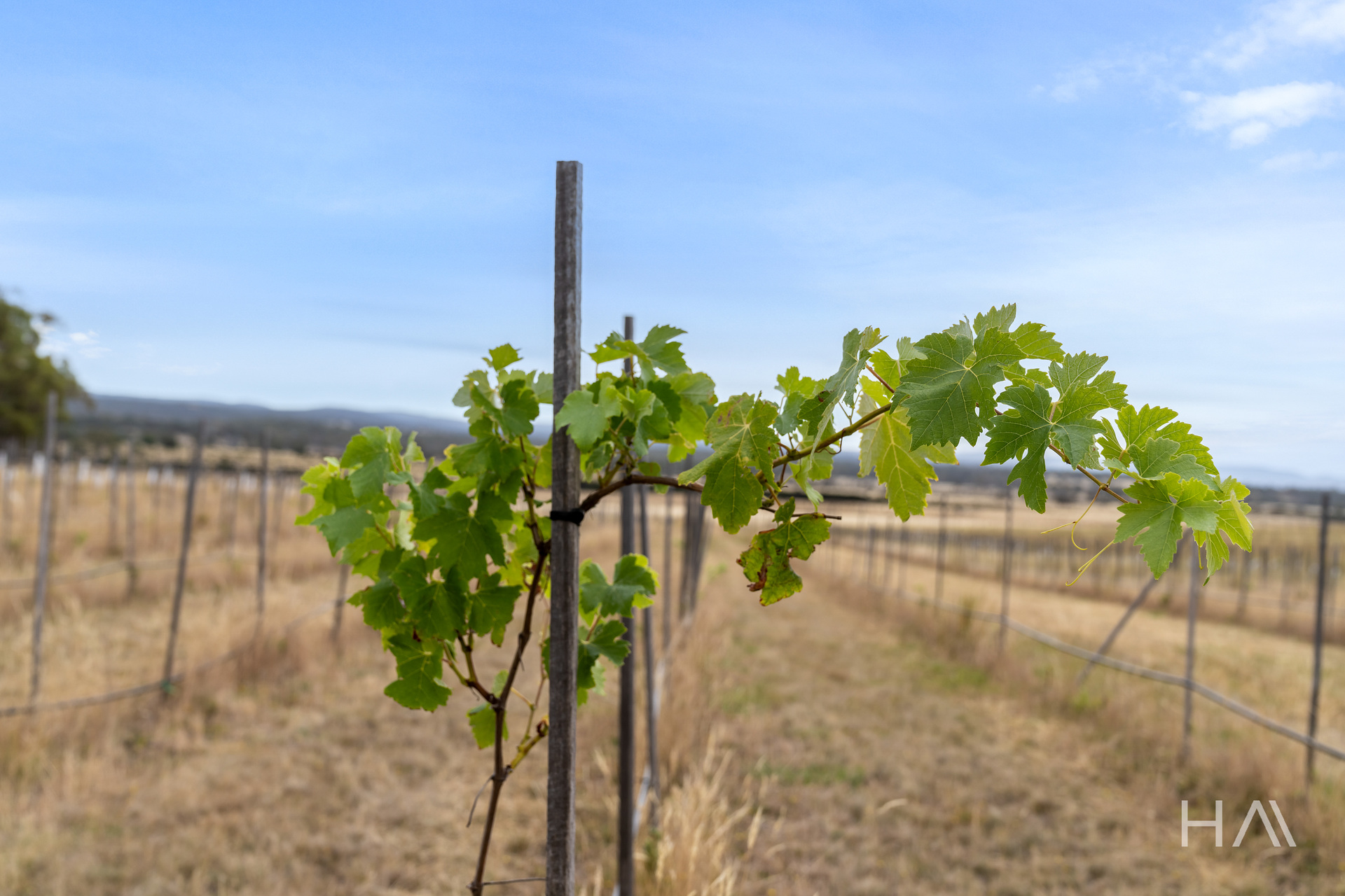 Lot 50 Springs Road, Swansea, Tas, 7190 - Image 10