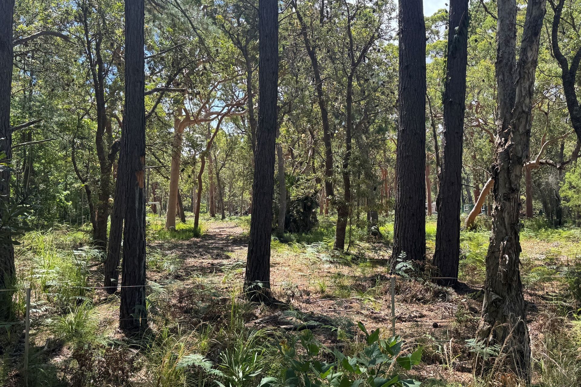 127 Koree Street, Pindimar, Nsw, 2324 - Image 4