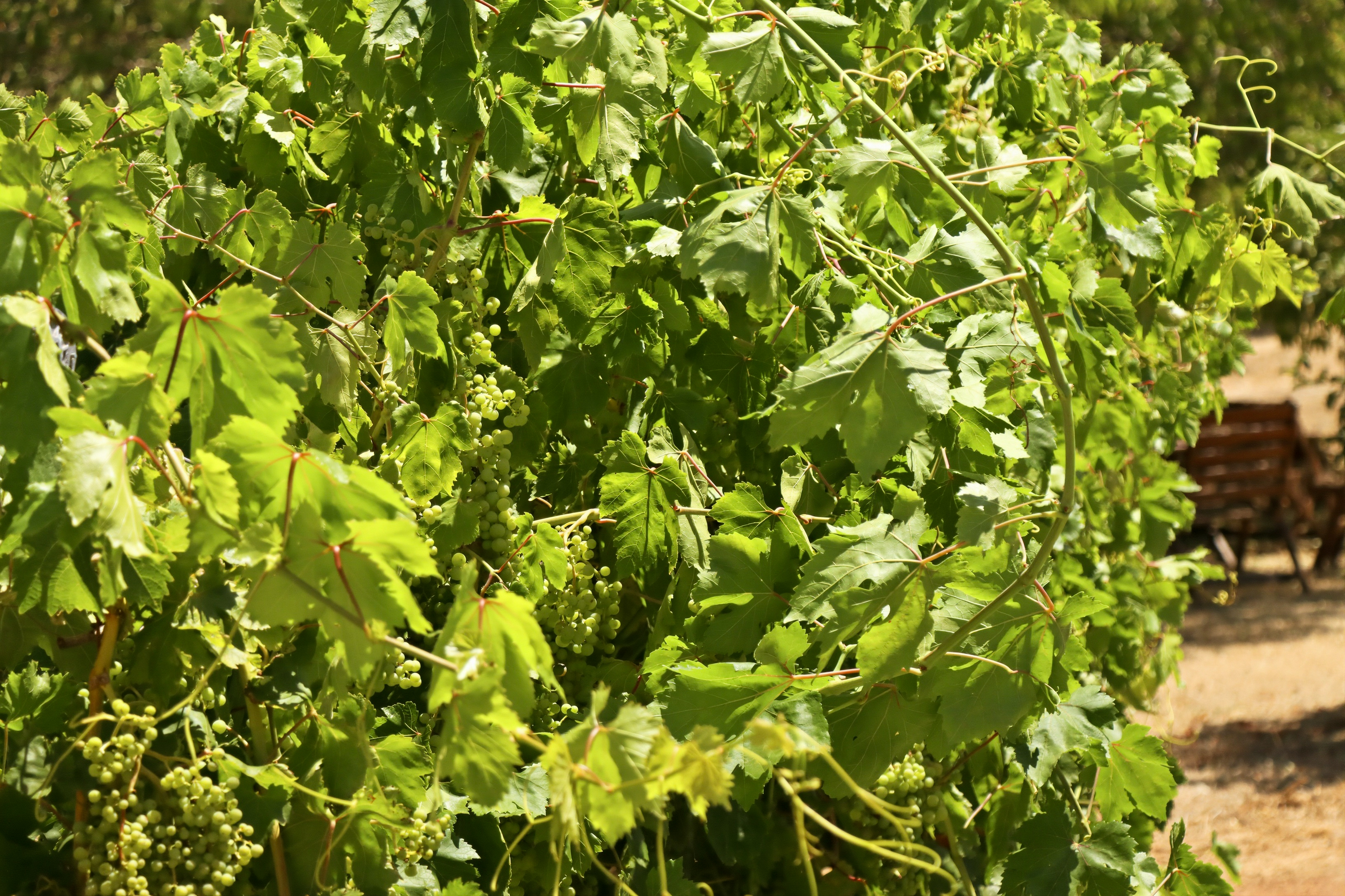 4-bedroom house at 5 MOTTRAM STREET, Bridgetown WA 6255, Bridgetown-Greenbushes, Western Australia