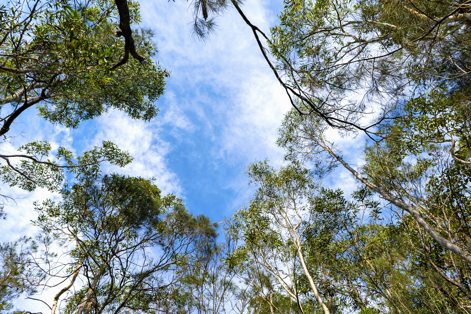 40 Lakewood Drive, Peregian Beach, QLD 4573 - Image 7