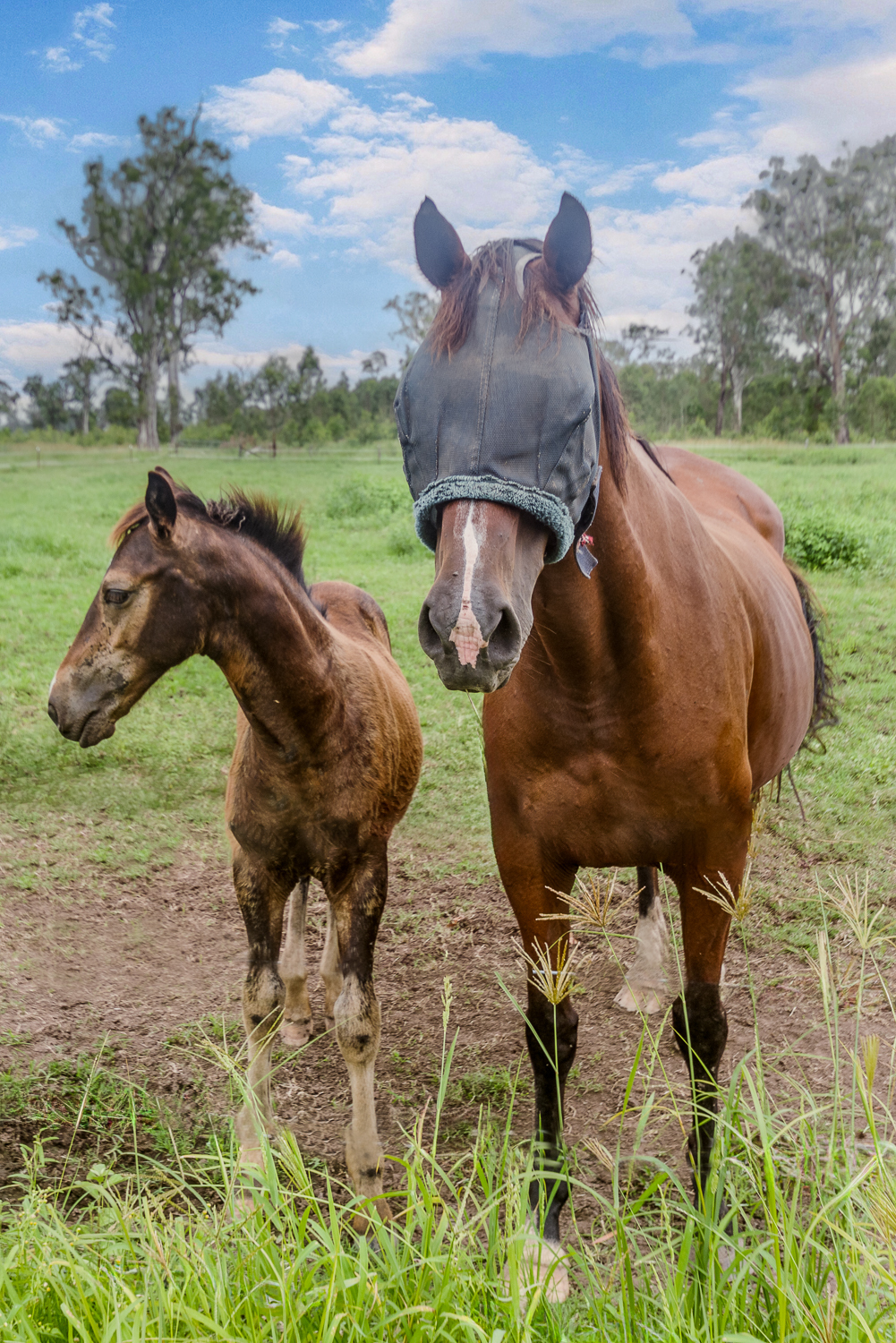 3-bedroom house at 185 Hall Rd, Woodhill, Qld, 4285, Logan, Queensland