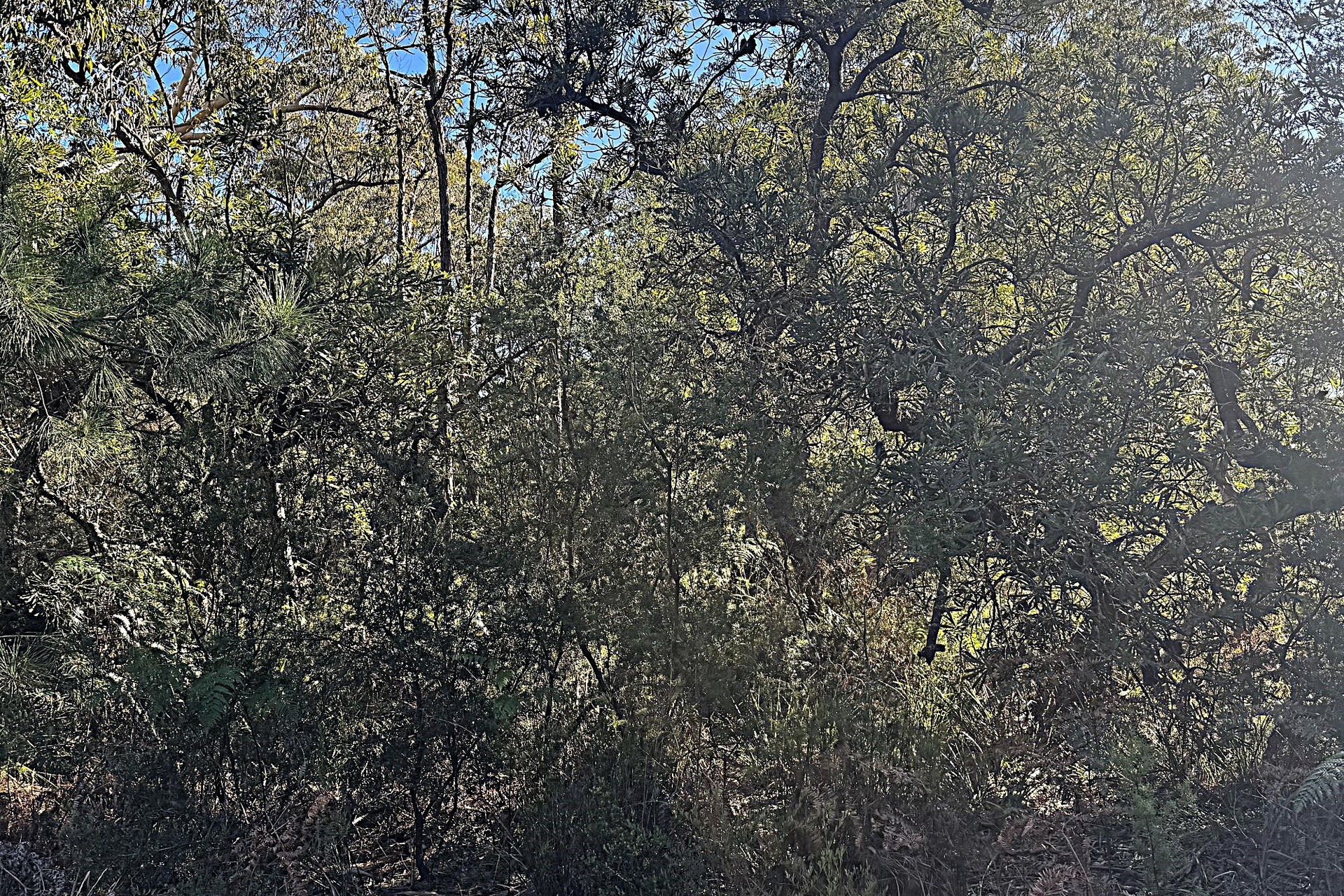 10 Nardoo Street, Pindimar, Nsw, 2324 - Image 4