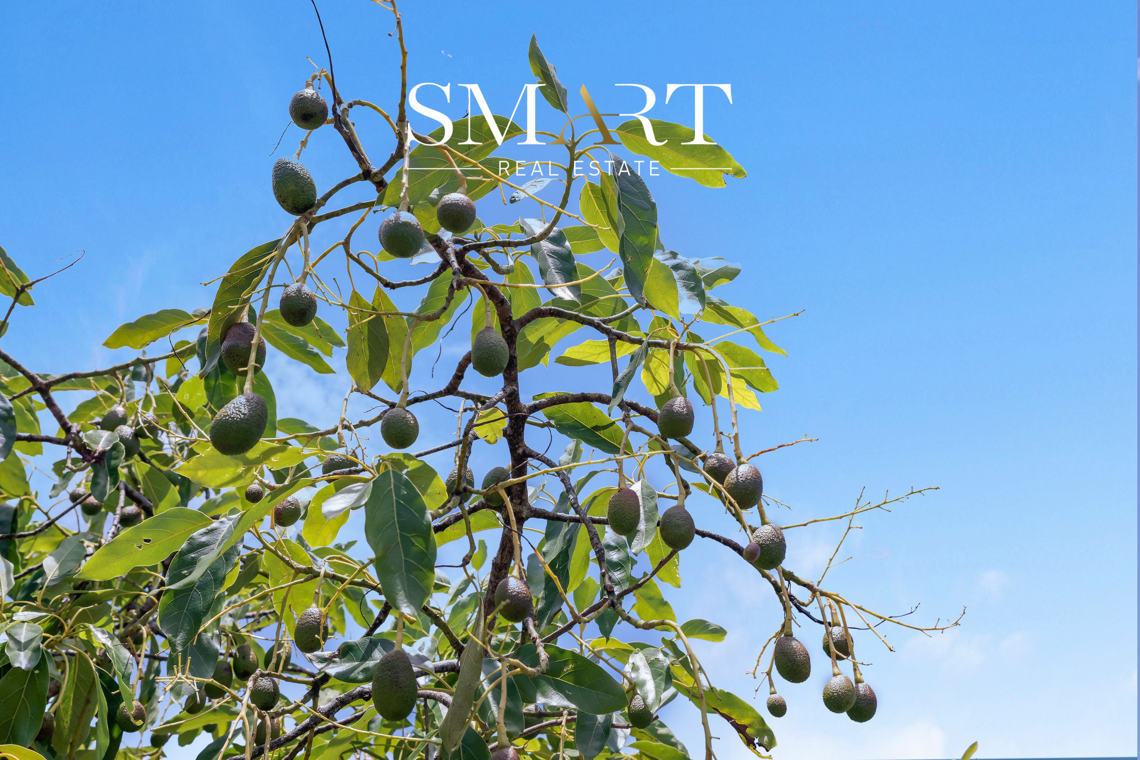 210-220 MACDONNELL ROAD, Tamborine Mountain QLD 4272 - Image 10