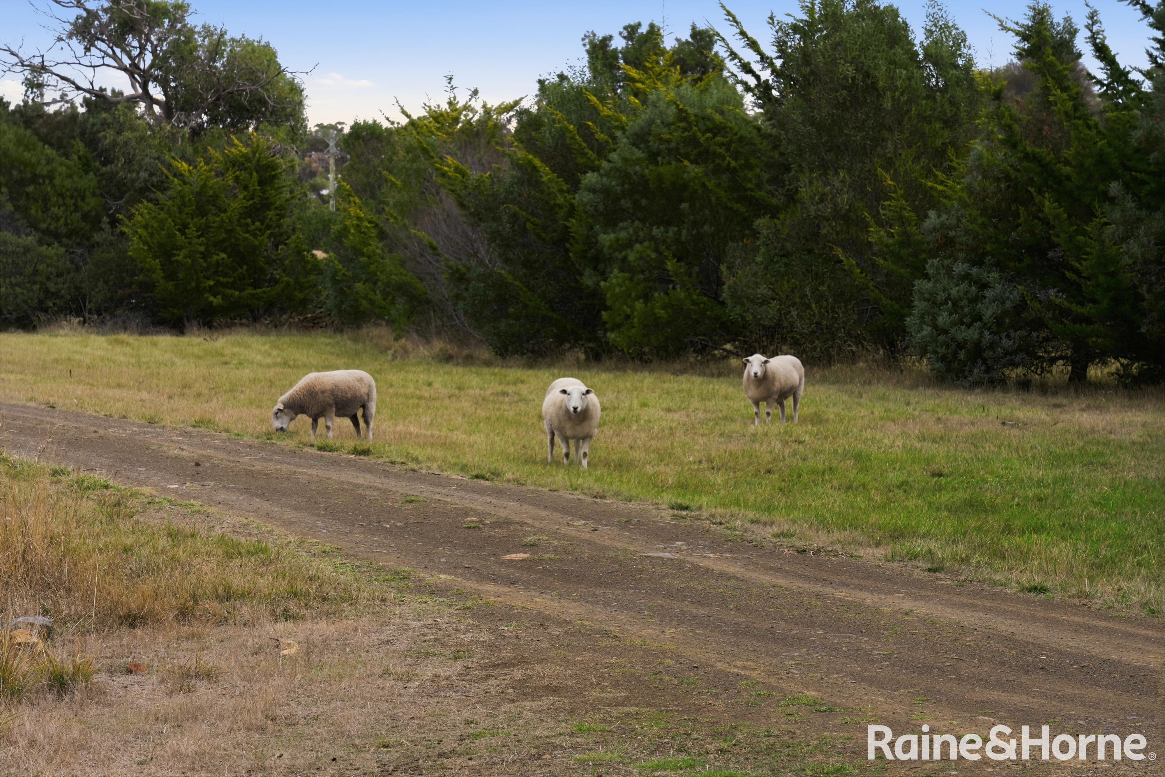 4-bedroom house at 13150 TASMAN HIGHWAY, Swansea TAS 7190, Glamorgan-Spring Bay, Tasmania
